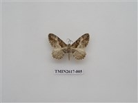 藏品(尺蛾136)的圖片